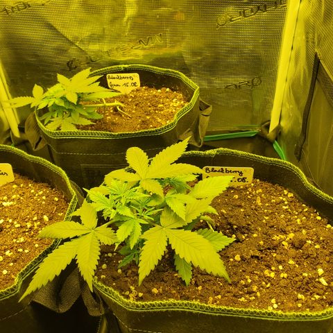 Blackberry Gum Autoflower #1 growlog timeline photo