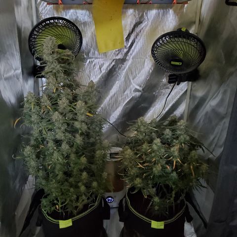 Gelato 41 Autoflower #2 growlog photo: Heute kommen die beiden Gelato 41 in die 48h Dunkelheit, Freitag werden Sie geköpft. 