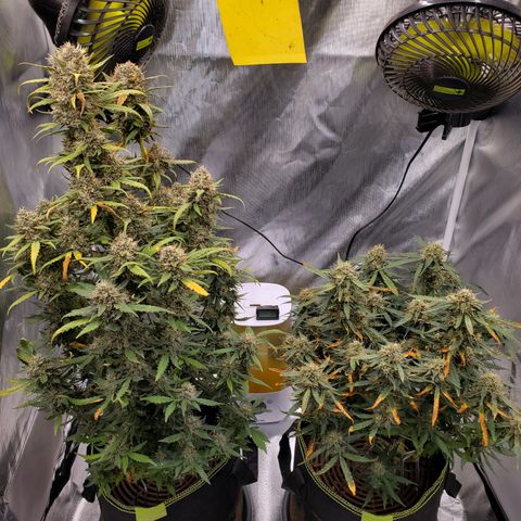 Gelato 41 Autoflower #2 growlog timeline photo