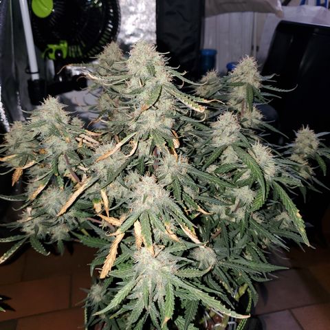 Gelato 41 Autoflower #2 growlog timeline photo