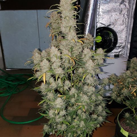 Gelato 41 Autoflower #2 growlog timeline photo