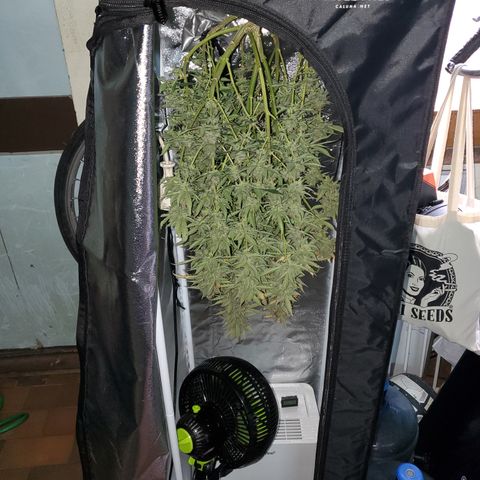 Gelato 41 Autoflower #2 growlog timeline photo