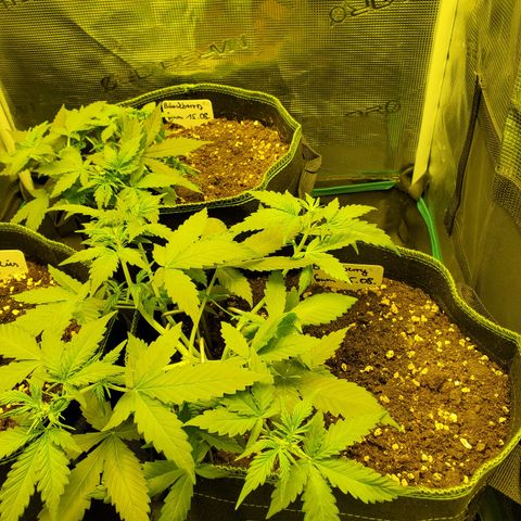 Blackberry Gum Autoflower #1 growlog timeline photo