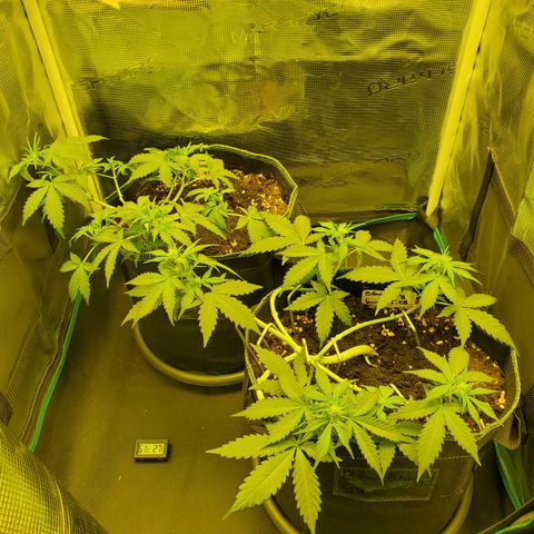 Blackberry Gum Autoflower #1 growlog timeline photo