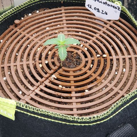 MephistOreoz #1 growlog timeline photo