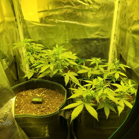 Blackberry Gum Autoflower #1 growlog timeline photo