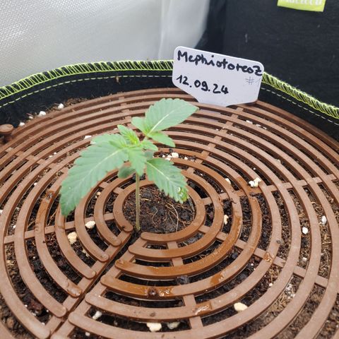 MephistOreoz #1 growlog timeline photo