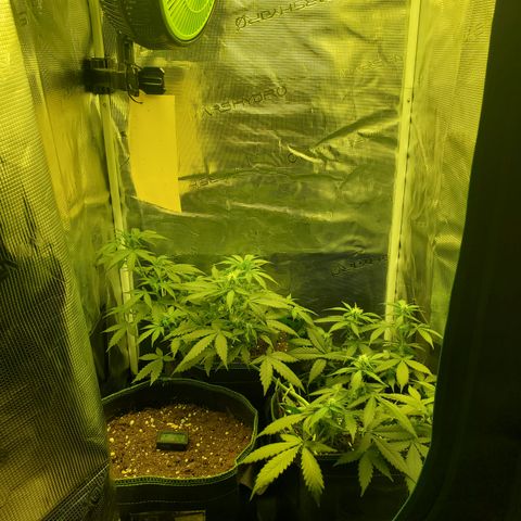 Blackberry Gum Autoflower #1 growlog timeline photo