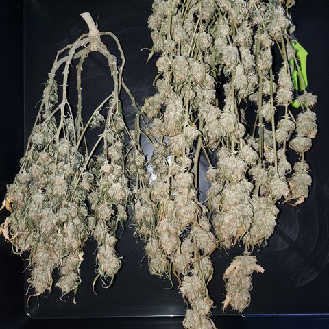 Gelato 41 Autoflower #2 growlog timeline photo