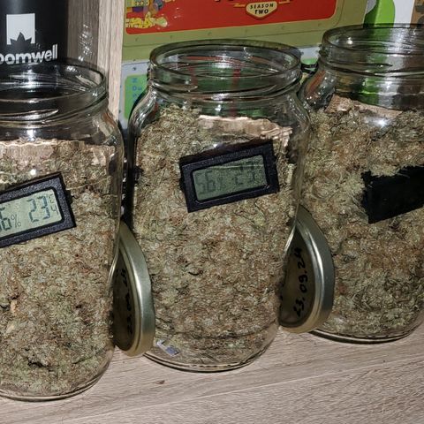 Gelato 41 Autoflower #2 growlog timeline photo