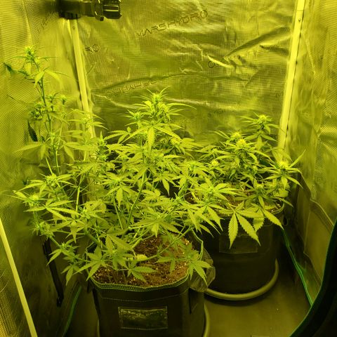 Blackberry Gum Autoflower #1 growlog timeline photo