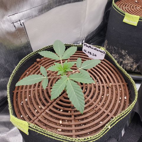 MephistOreoz #1 growlog timeline photo