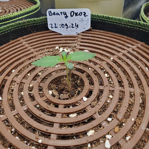 Beary Oreoz #1 growlog timeline photo