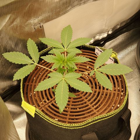 MephistOreoz #1 growlog timeline photo