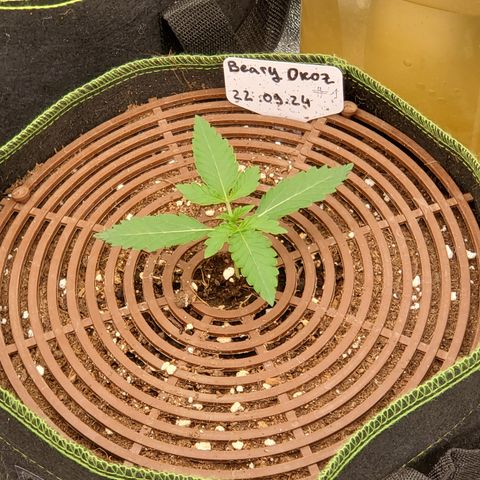 Beary Oreoz #1 growlog timeline photo