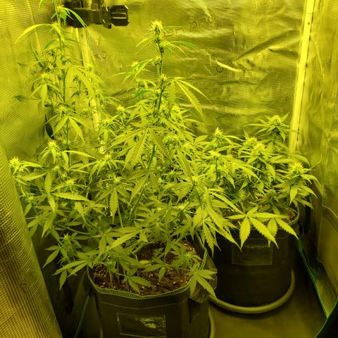 Blackberry Gum Autoflower #1 growlog timeline photo