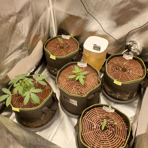 MephistOreoz #2 growlog timeline photo