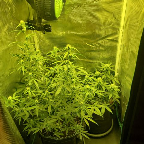 Blackberry Gum Autoflower #1 growlog timeline photo