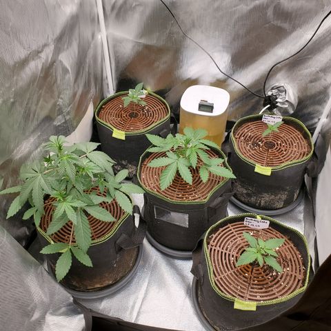 MephistOreoz #2 growlog timeline photo