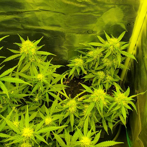 Blackberry Gum Autoflower #1 growlog timeline photo