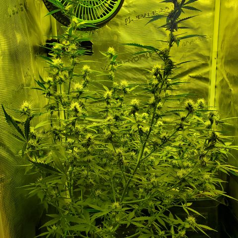 Blackberry Gum Autoflower #1 growlog timeline photo