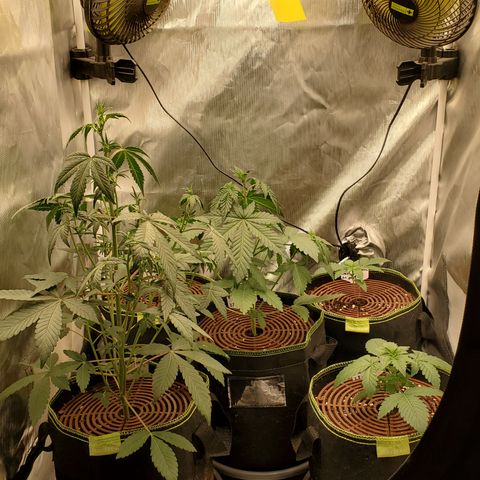 MephistOreoz #2 growlog timeline photo