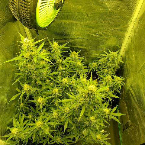 Blackberry Gum Autoflower #1 growlog timeline photo