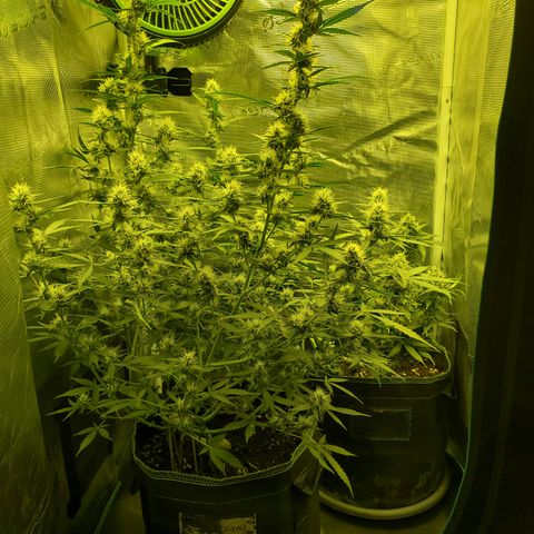 Blackberry Gum Autoflower #1 growlog timeline photo