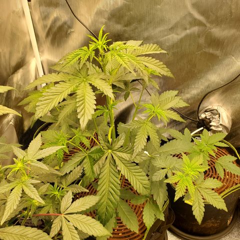 MephistOreoz #2 growlog timeline photo