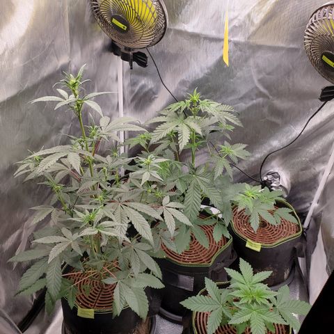 MephistOreoz #2 growlog timeline photo