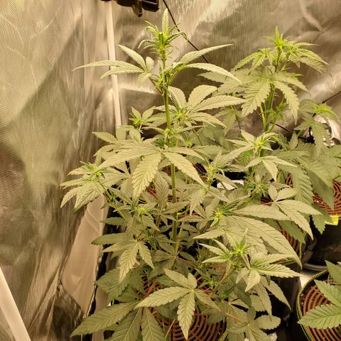 MephistOreoz #2 growlog timeline photo