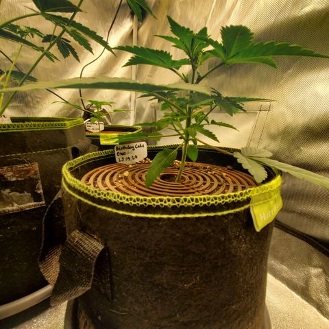 MephistOreoz #2 growlog timeline photo