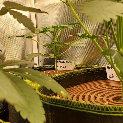 MephistOreoz #2 growlog timeline photo