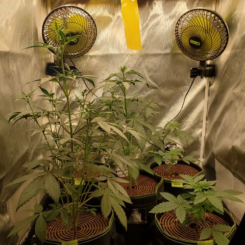MephistOreoz #2 growlog timeline photo