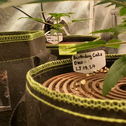 MephistOreoz #2 growlog timeline photo