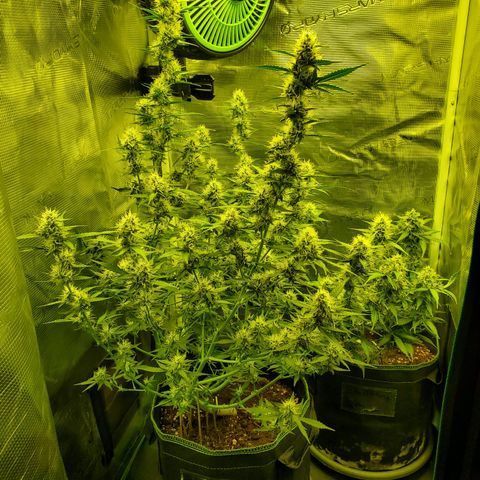 Blackberry Gum Autoflower #1 growlog timeline photo