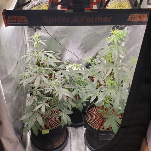 MephistOreoz #2 growlog timeline photo