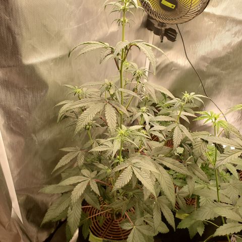 MephistOreoz #1 growlog timeline photo