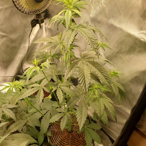 Beary Oreoz #1 growlog timeline photo