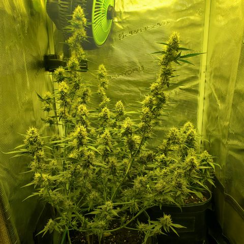 Blackberry Gum Autoflower #1 growlog timeline photo