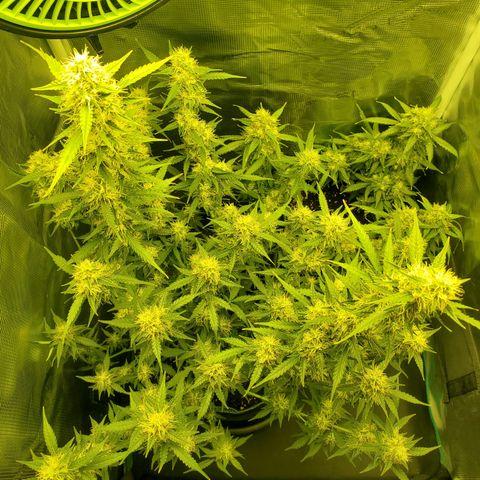 Blackberry Gum Autoflower #1 growlog timeline photo