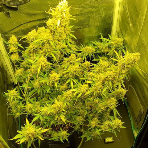 Blackberry Gum Autoflower #1 growlog timeline photo