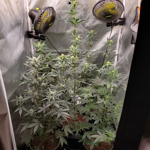 MephistOreoz #2 growlog timeline photo