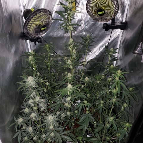 MephistOreoz #2 growlog timeline photo