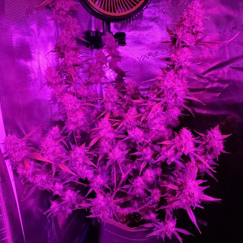 Blackberry Gum Autoflower #1 growlog timeline photo