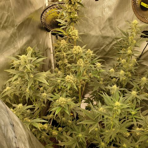 MephistOreoz #2 growlog timeline photo