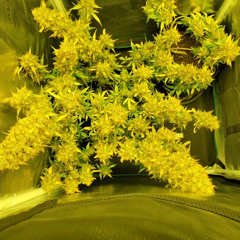 Blackberry Gum Autoflower #1 growlog timeline photo
