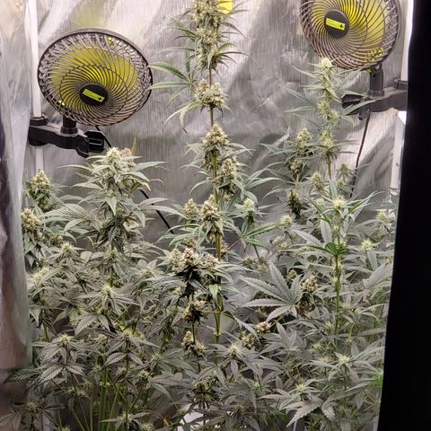 MephistOreoz #2 growlog timeline photo
