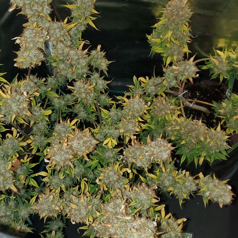 Blackberry Gum Autoflower #1 growlog timeline photo