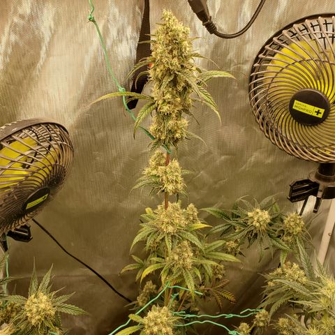 Beary Oreoz #1 growlog timeline photo